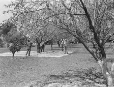 Harvesting on almond ranch, local day labor, near Walnut Creek, Contra Costa County, 1939. Creator: Dorothea Lange