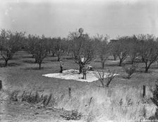 Harvesting on almond ranch, local day labor, near Walnut Creek, Contra Costa County, 1939. Creator: Dorothea Lange