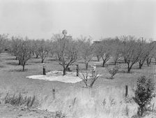 Harvesting on almond ranch, local day labor, near Walnut Creek, Contra Costa County, 1939. Creator: Dorothea Lange