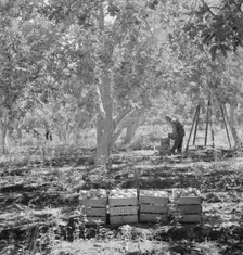 Harvesting pears, Pleasant Hill Orchards, Yakima Valley, Wahington, 1939. Creator: Dorothea Lange