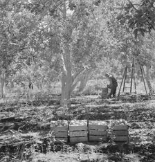 Harvesting pears, Pleasant Hill Orchards, Yakima Valley, Wahington, 1939. Creator: Dorothea Lange