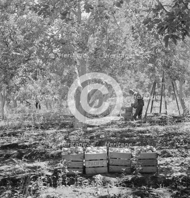 Harvesting pears, Pleasant Hill Orchards, Yakima Valley, Wahington, 1939. Creator: Dorothea Lange.