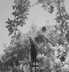 Harvesting pears requires agility and balance, Yakima Valley, Wahington, 1939. Creator: Dorothea Lange
