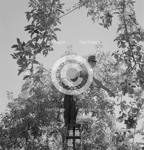 Harvesting pears requires agility and balance, Yakima Valley, Wahington, 1939. Creator: Dorothea Lange.