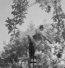 Harvesting pears requires agility and balance, Yakima Valley, Wahington, 1939. Creator: Dorothea Lange