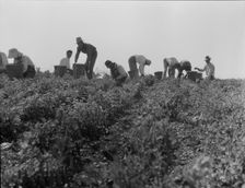 Harvesting peas requires large crews of migratory labor, Nipomo, California, 1937. Creator: Dorothea Lange