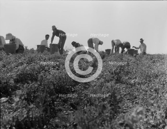 Harvesting peas requires large crews of migratory labor, Nipomo, California, 1937. Creator: Dorothea Lange.