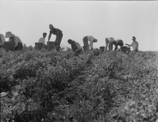 Harvesting peas requires large crews of migratory labor, Nipomo, California, 1937. Creator: Dorothea Lange
