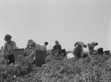 Harvesting peas requires...migratory labor, Nipomo, CA, 1937. Creator: Dorothea Lange