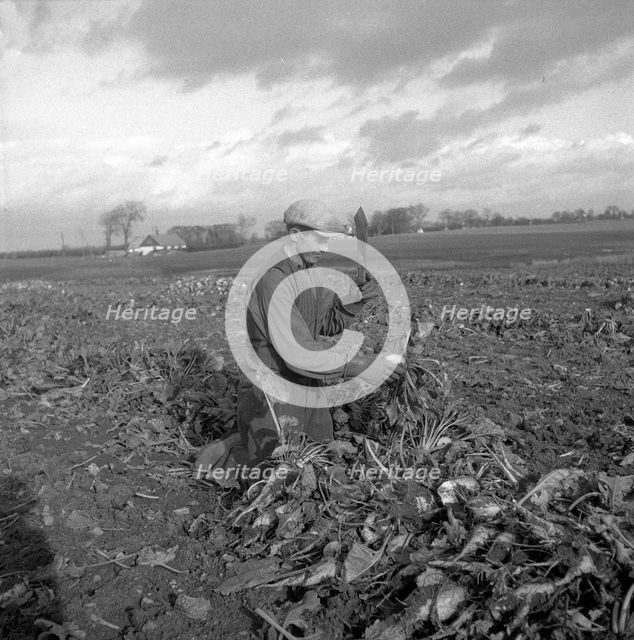 Harvesting sugar beet, Scania, Sweden, 1949. Creator: Otto Ohm.