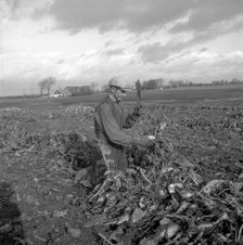 Harvesting sugar beet, Scania, Sweden, 1949. Creator: Otto Ohm