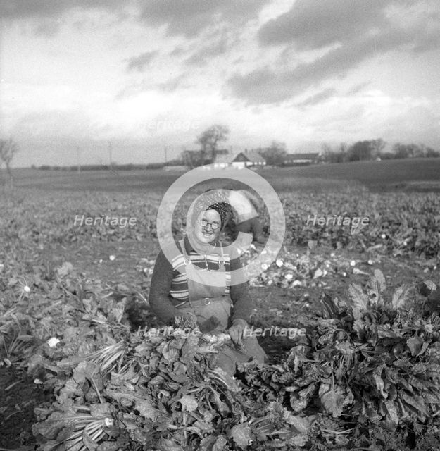 Harvesting sugar beet, Scania, Sweden, 1949. Creator: Otto Ohm.