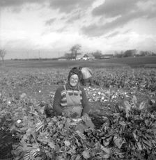 Harvesting sugar beet, Scania, Sweden, 1949. Creator: Otto Ohm