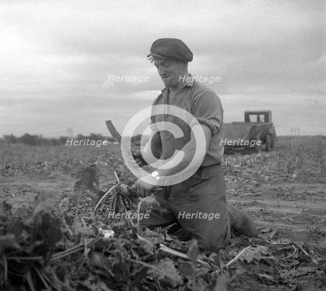 Harvesting sugar beet, Scania, Sweden, 1949. Creator: Otto Ohm.