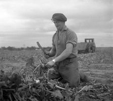 Harvesting sugar beet, Scania, Sweden, 1949. Creator: Otto Ohm