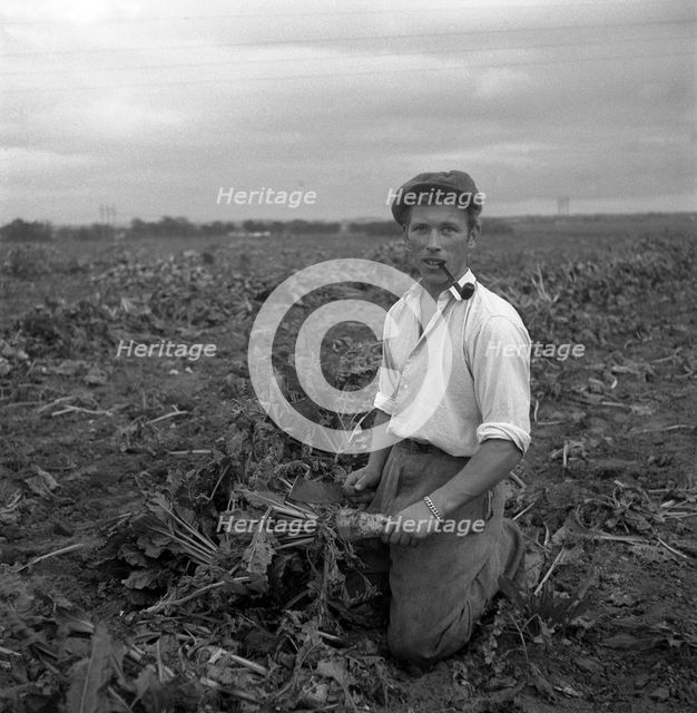 Harvesting sugar beet, Scania, Sweden, 1949. Creator: Otto Ohm.