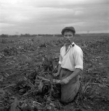 Harvesting sugar beet, Scania, Sweden, 1949. Creator: Otto Ohm