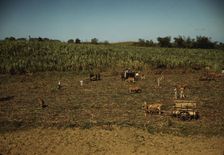 Harvesting sugar cane in a burned field, vicinity of Guanica, Puerto Rico. , 1942. Creator: Jack Delano