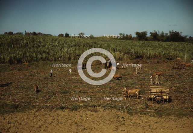 Harvesting sugar cane in a burned field, vicinity of Guanica, Puerto Rico. , 1942. Creator: Jack Delano.