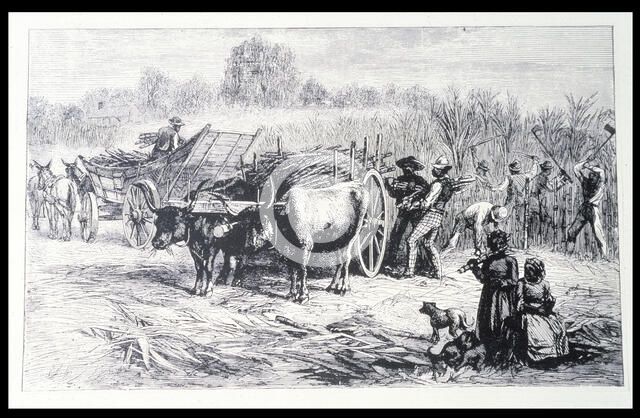 Harvesting sugar cane in a Louisiana plantation, engraving.
