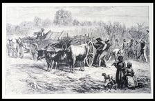 Harvesting sugar cane in a Louisiana plantation, engraving