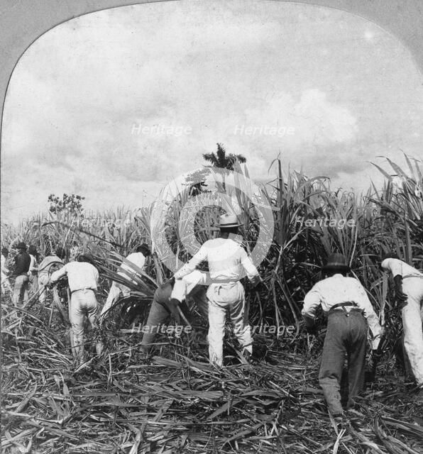 Harvesting sugar cane, Rio Pedro, Porto Rico, 1900.Artist: BL Singley