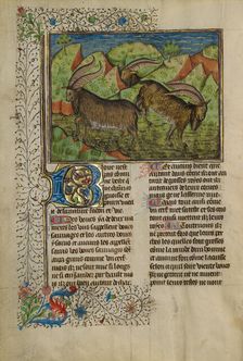 He-Goats; Livre de la Chasse, about 1430-1440. Creator: Unknown