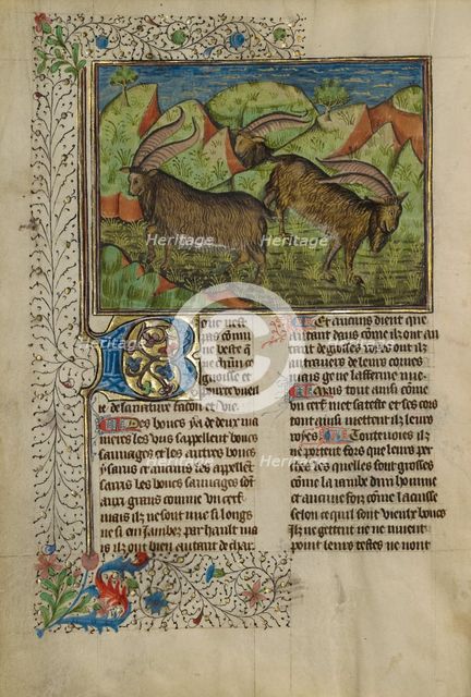 He-Goats; Livre de la Chasse, about 1430-1440. Creator: Unknown.