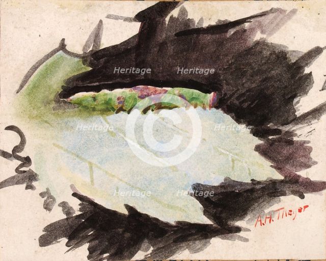 Heterocampa Biundata, Walker, study for book Concealing Coloration in the Animal Kingdom, n.d. Creator: Abbott Handerson Thayer.