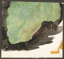 Heterocampa Biundata, Walker, study for book Concealing Coloration in the Animal Kingdom, n.d. Creator: Abbott Handerson Thayer