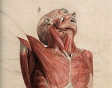 Head, neck and chest of écorché, lying supine, with eyes and mouth open, 1800-1899. Creator: Unknown