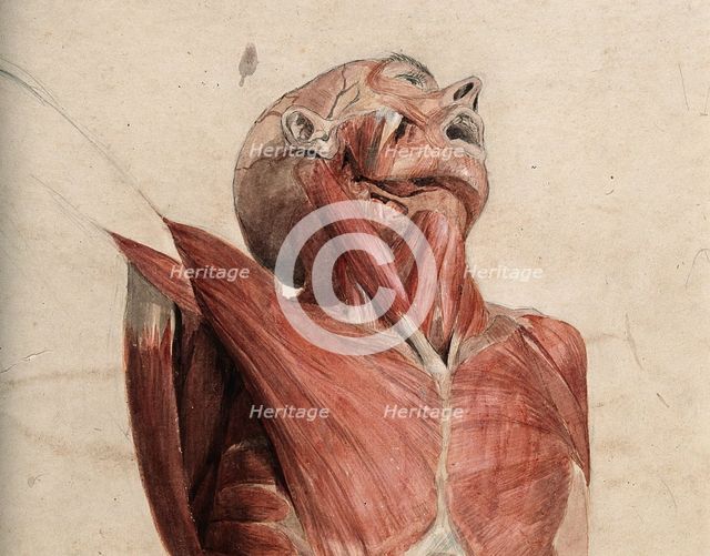 Head, neck and chest of écorché, lying supine, with eyes and mouth open, 1800-1899. Creator: Unknown.