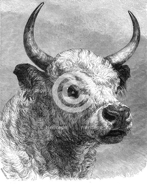 Head of the Chillingham bull shot by the Prince of Wales, 1872. Creator: John Greenaway.