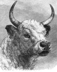 Head of the Chillingham bull shot by the Prince of Wales, 1872. Creator: John Greenaway