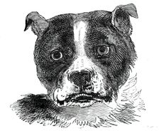 Head of the Bull Dog, 1844. Creator: Unknown