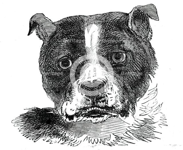 Head of the Bull Dog, 1844. Creator: Unknown.