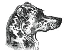Head of the Dalmatian Dog, 1844. Creator: Unknown