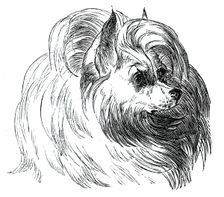 Head of the Iceland Dog, 1844. Creator: Unknown
