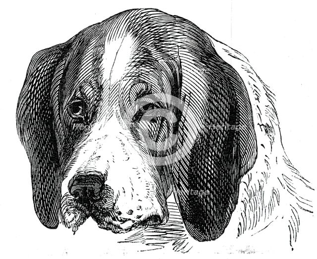 Head of the Old English Hound, 1844. Creator: Unknown.