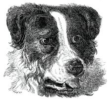 Head of the Newfoundland Dog, 1844. Creator: Unknown