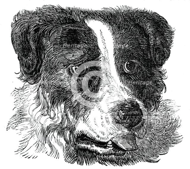 Head of the Newfoundland Dog, 1844. Creator: Unknown.