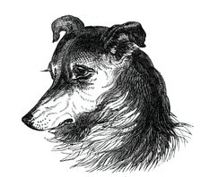 Head of the Shepherd's Dog, 1844. Creator: Unknown
