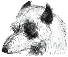 Head of the Wolf Dog , 1844. Creator: Unknown