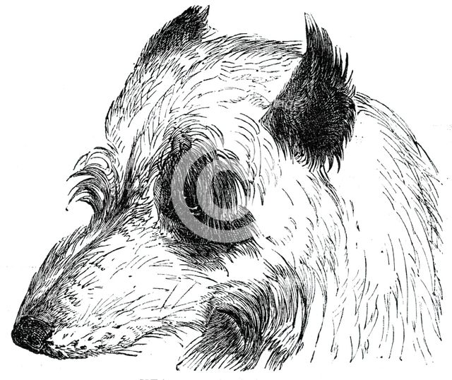Head of the Wolf Dog , 1844. Creator: Unknown.