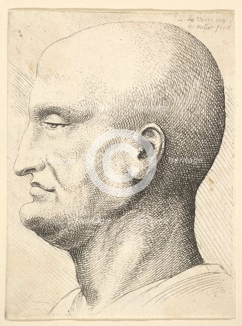 Head of a bald man in profile to left, 1644-52. Creator: Wenceslaus Hollar.
