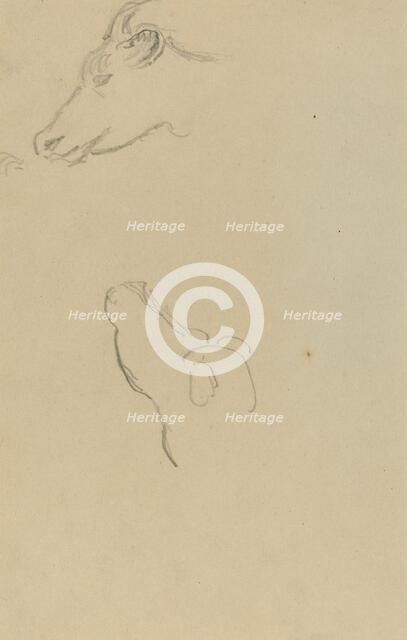 Head of a Cow [recto], 1884-1888. Creator: Paul Gauguin.