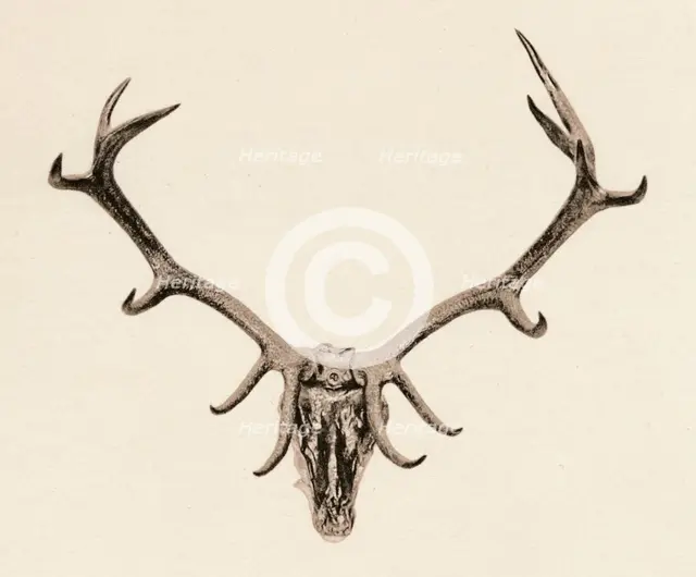 'Head of a Deer', c16th century, (1904). Artist: Unknown.