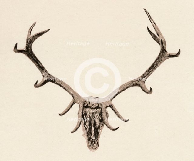 'Head of a Deer', c16th century, (1904). Artist: Unknown.