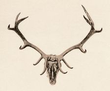 Head of a Deer c16th century, (1904)