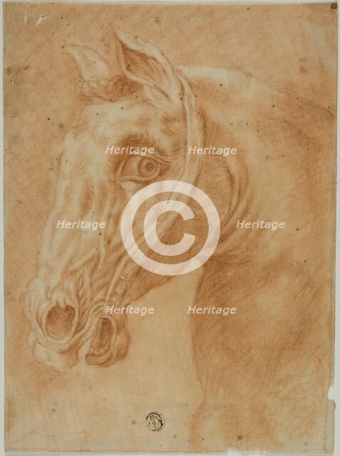 Head of a Horse, n.d. Creator: Unknown.